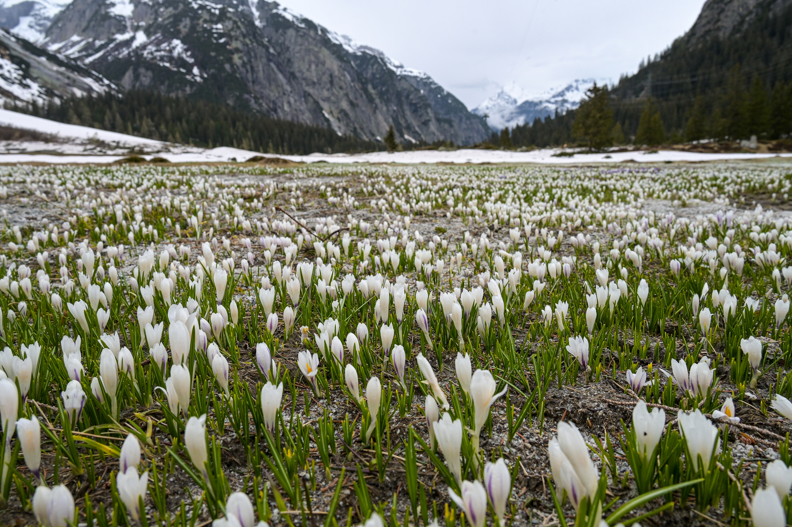 Krokus-Meer am Grimselpass