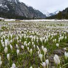 Krokus-Meer am Grimselpass