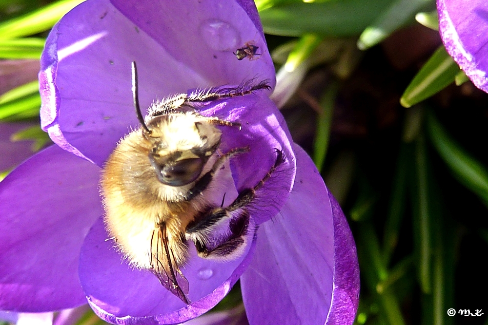 Krokus mit Besucher-1