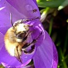 Krokus mit Besucher-1