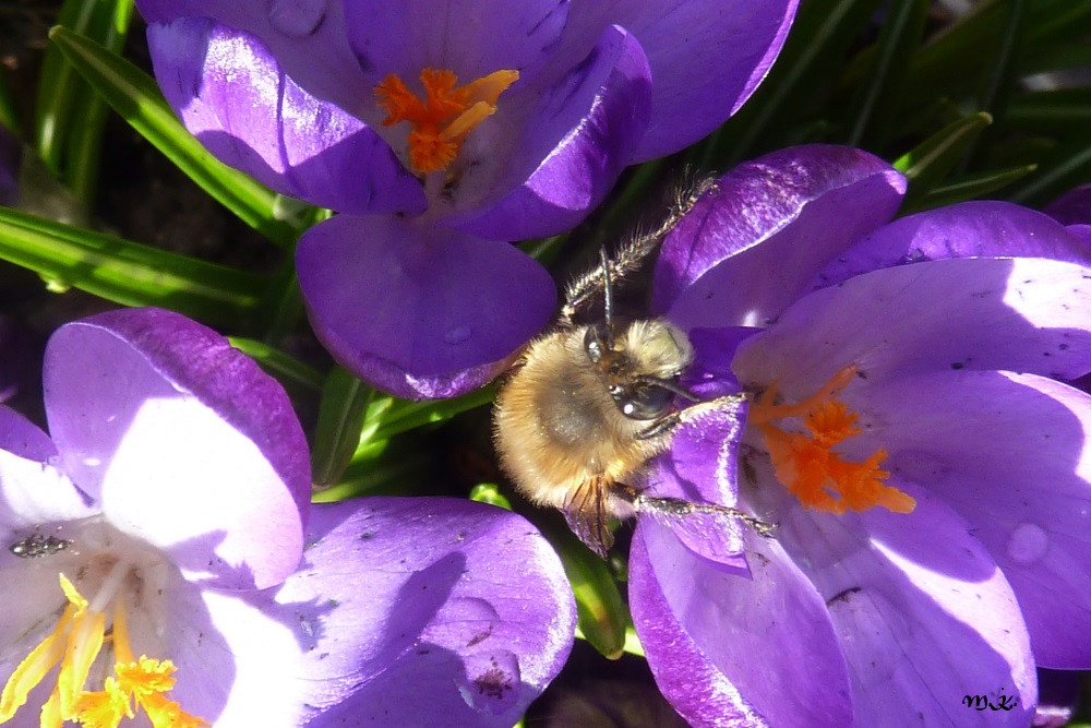 Krokus mit Besucher