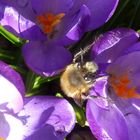 Krokus mit Besucher