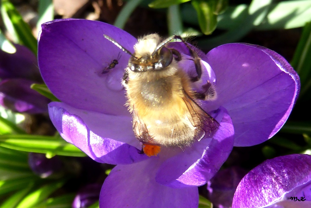 Krokus mit Besucher