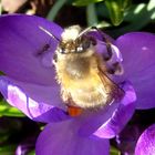 Krokus mit Besucher