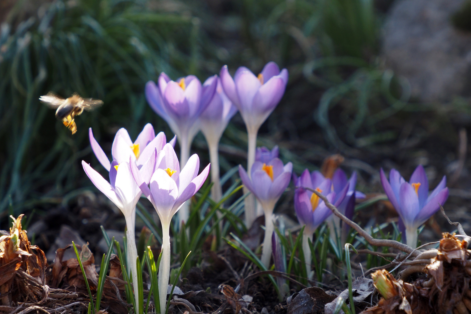 krokus mit besucher