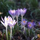 krokus mit besucher