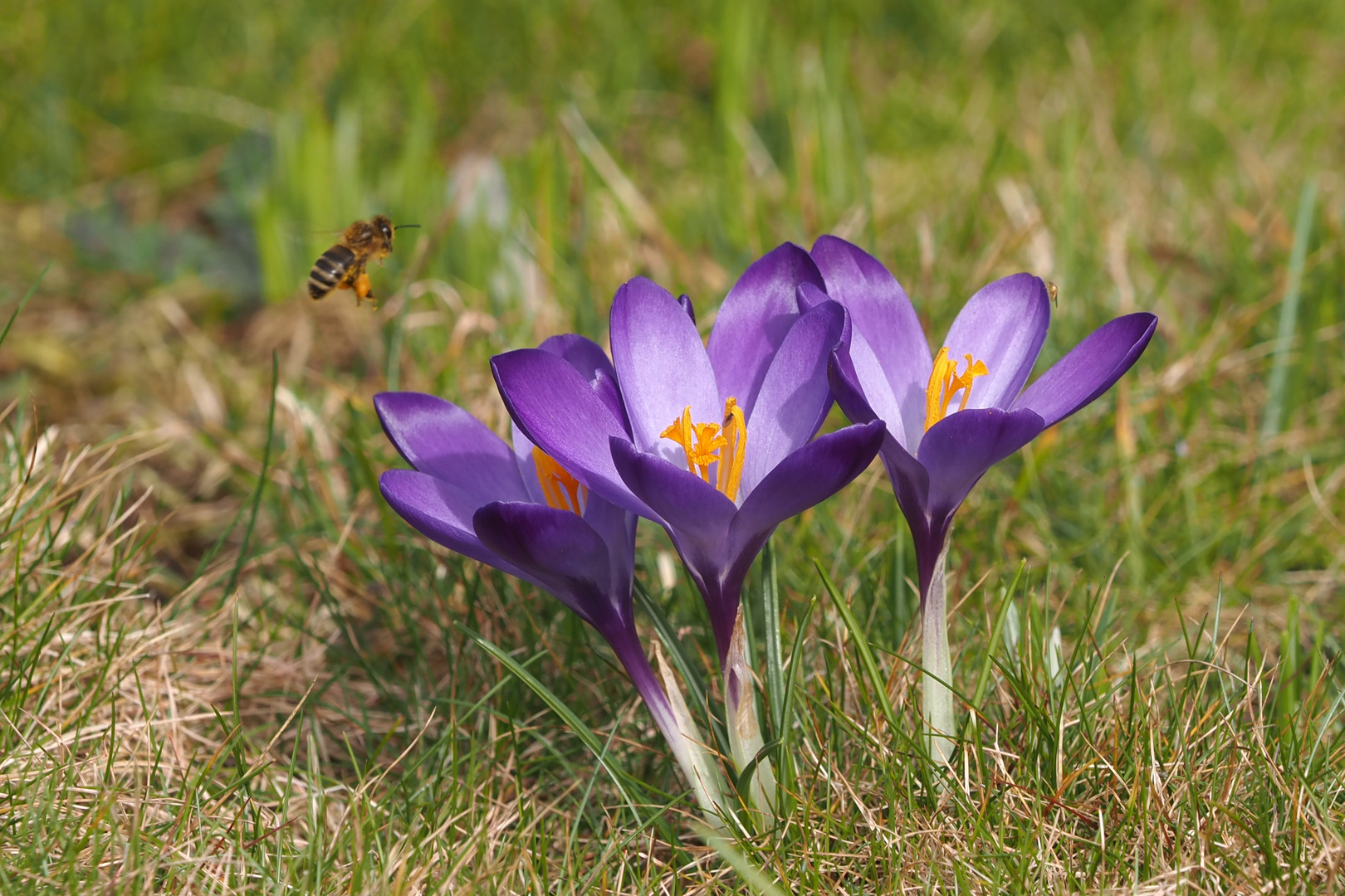 krokus mit besucher