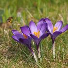 krokus mit besucher