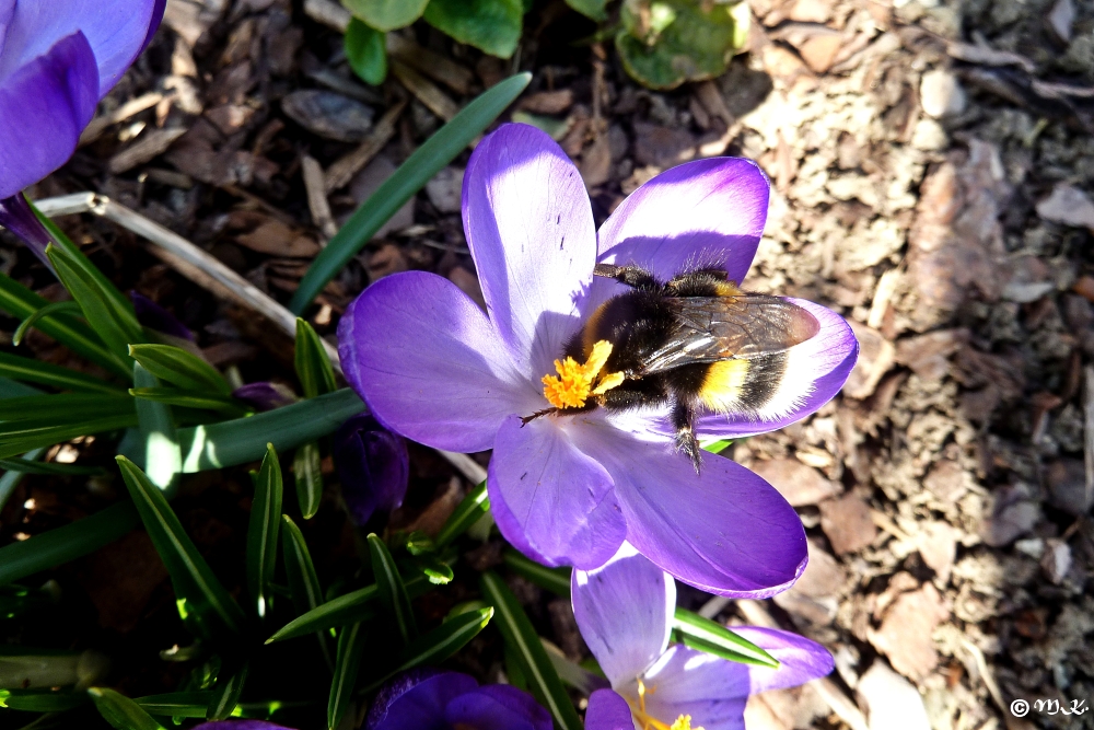 Krokus mit Besucher