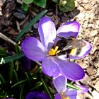 Krokus mit Besucher