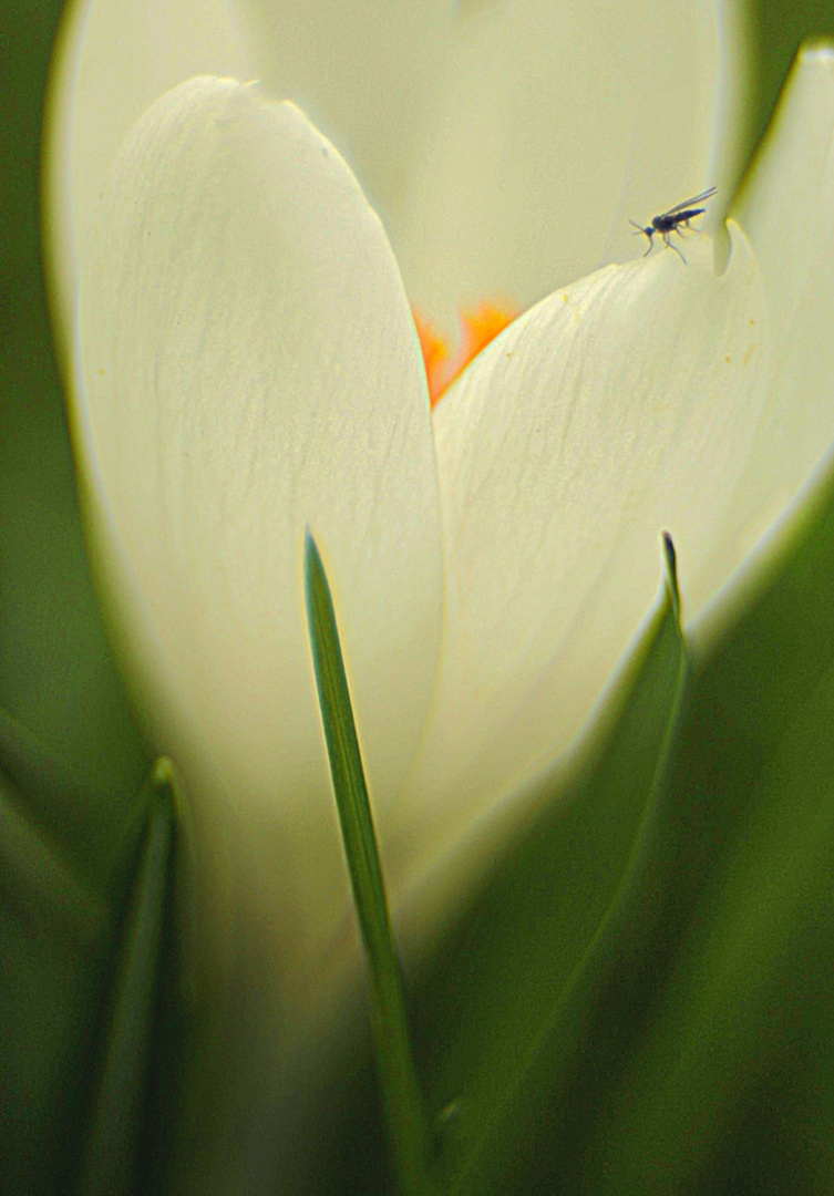 Krokus mit Besucher