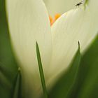 Krokus mit Besucher