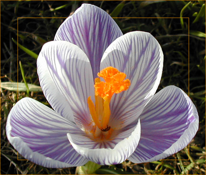 Krokus mit Besucher