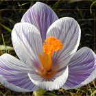 Krokus mit Besucher