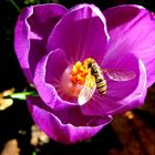 Krokus mit Besucher