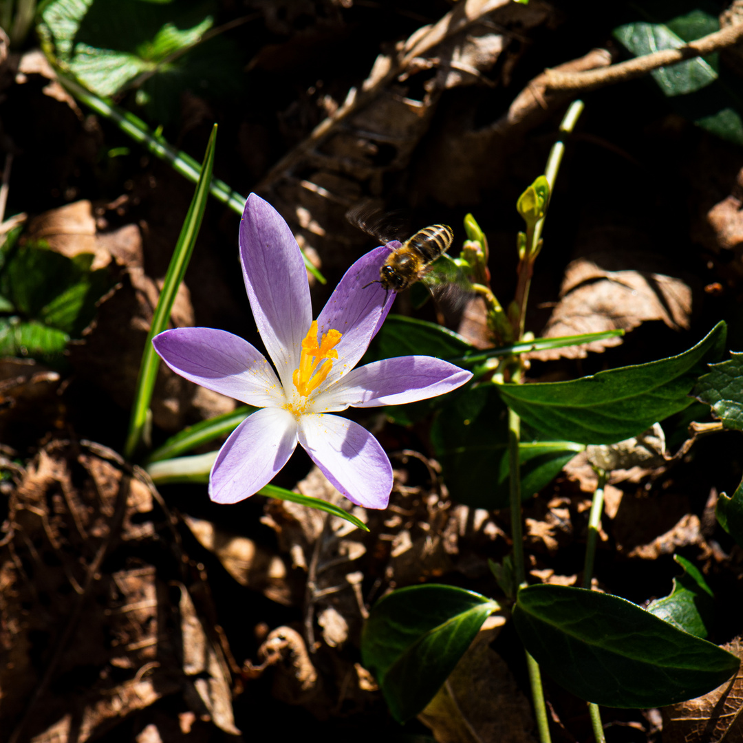 Krokus mit Besucherin