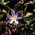 Krokus mit Besucherin