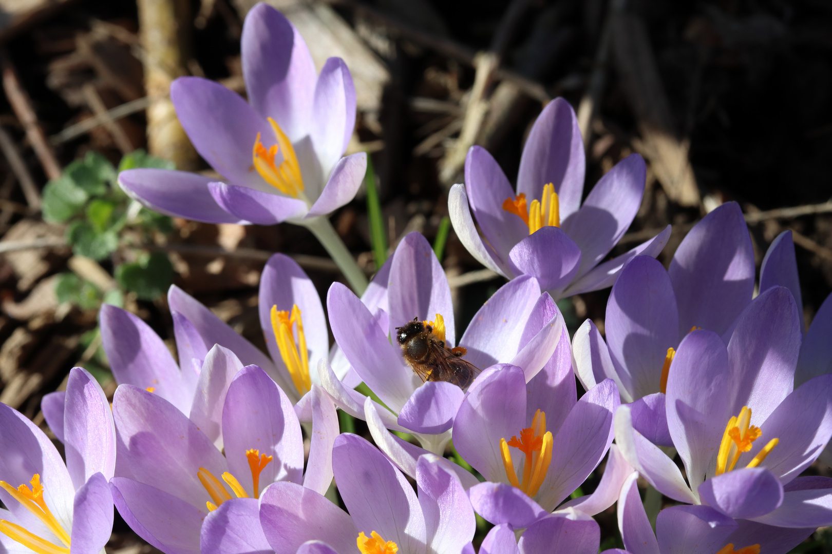 Krokus mit Besucherin