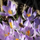 Krokus mit Besucherin