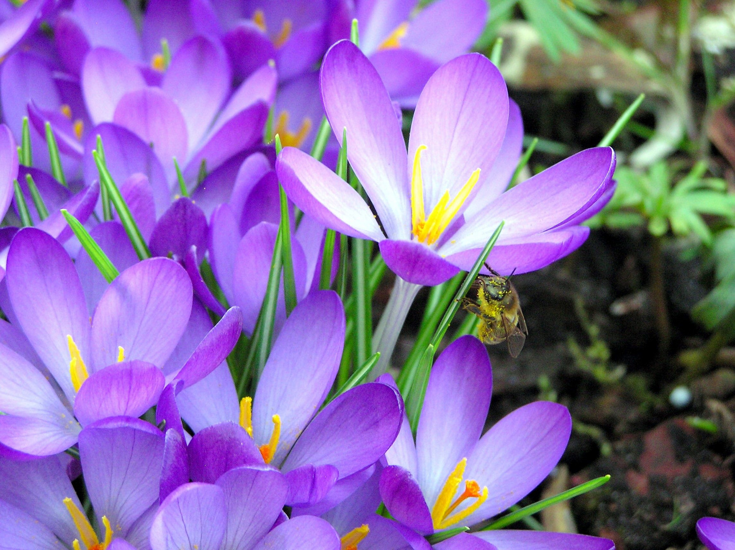 Krokus mit Bienchen