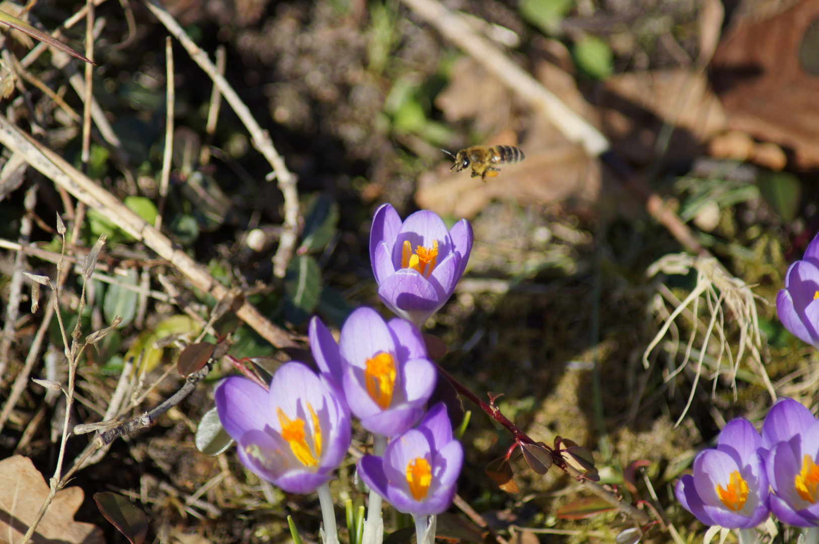 Krokus mit Biene