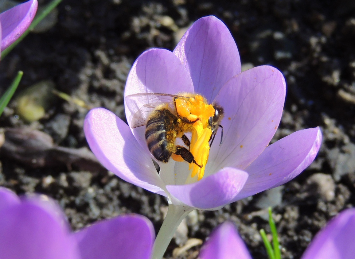 Krokus mit Biene