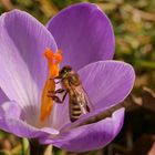 Krokus mit Biene