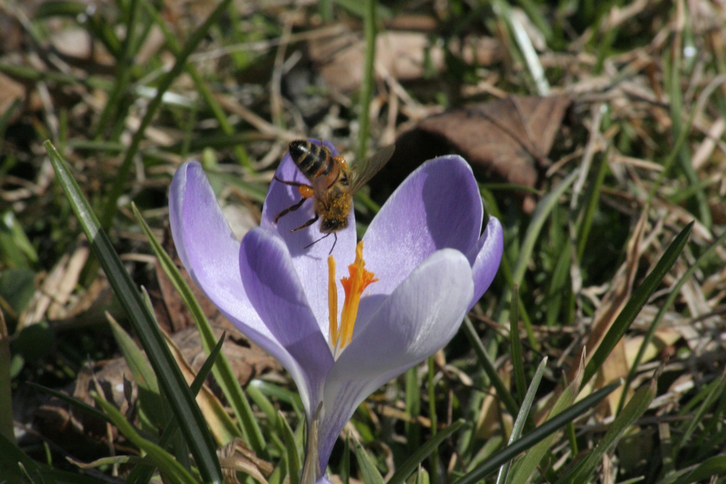 Krokus mit Biene