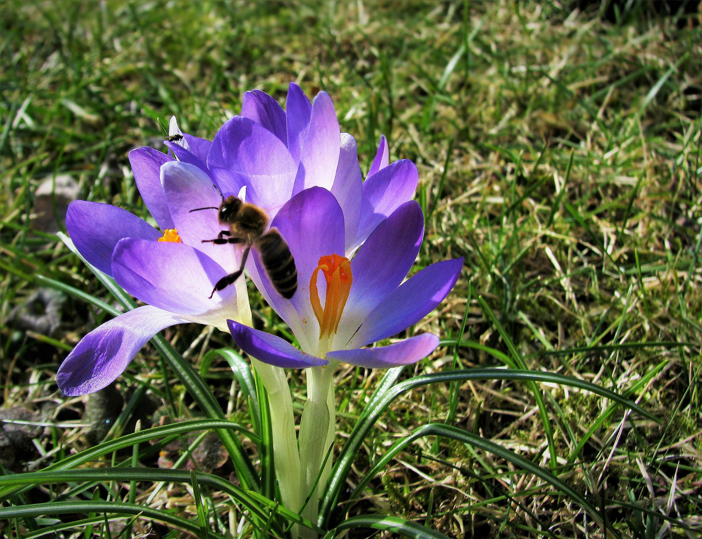 Krokus mit Biene 