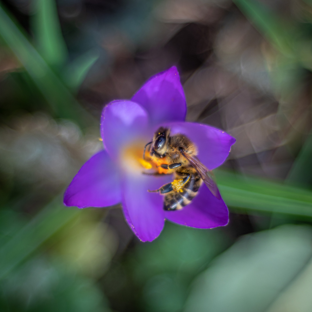 Krokus mit Biene