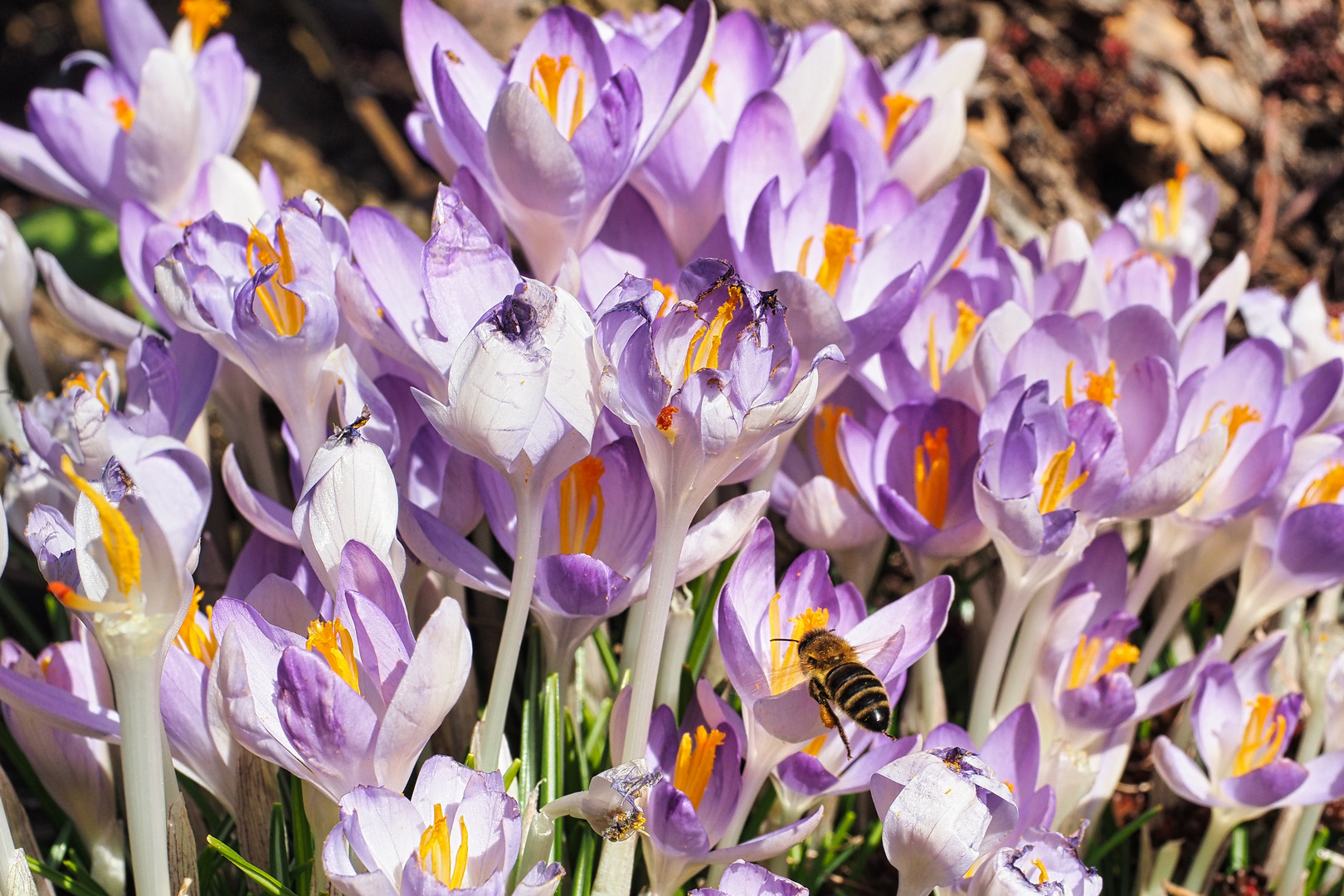 Krokus mit Biene