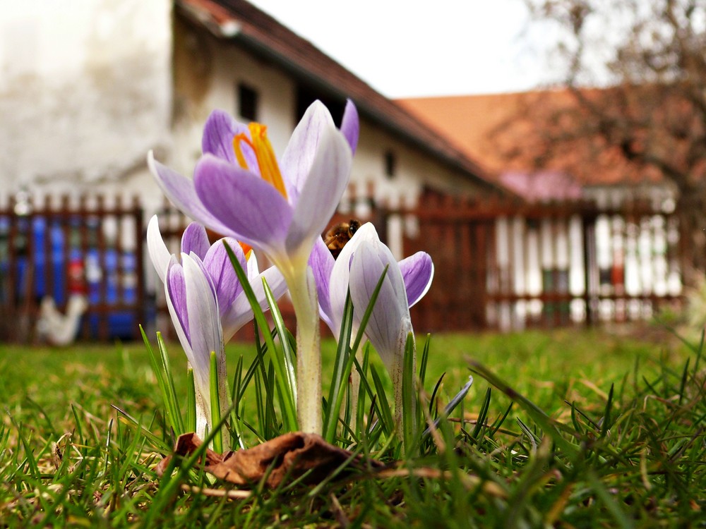 Krokus mit Biene