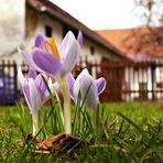 Krokus mit Biene