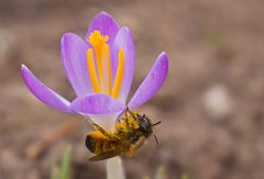 Krokus mit Biene