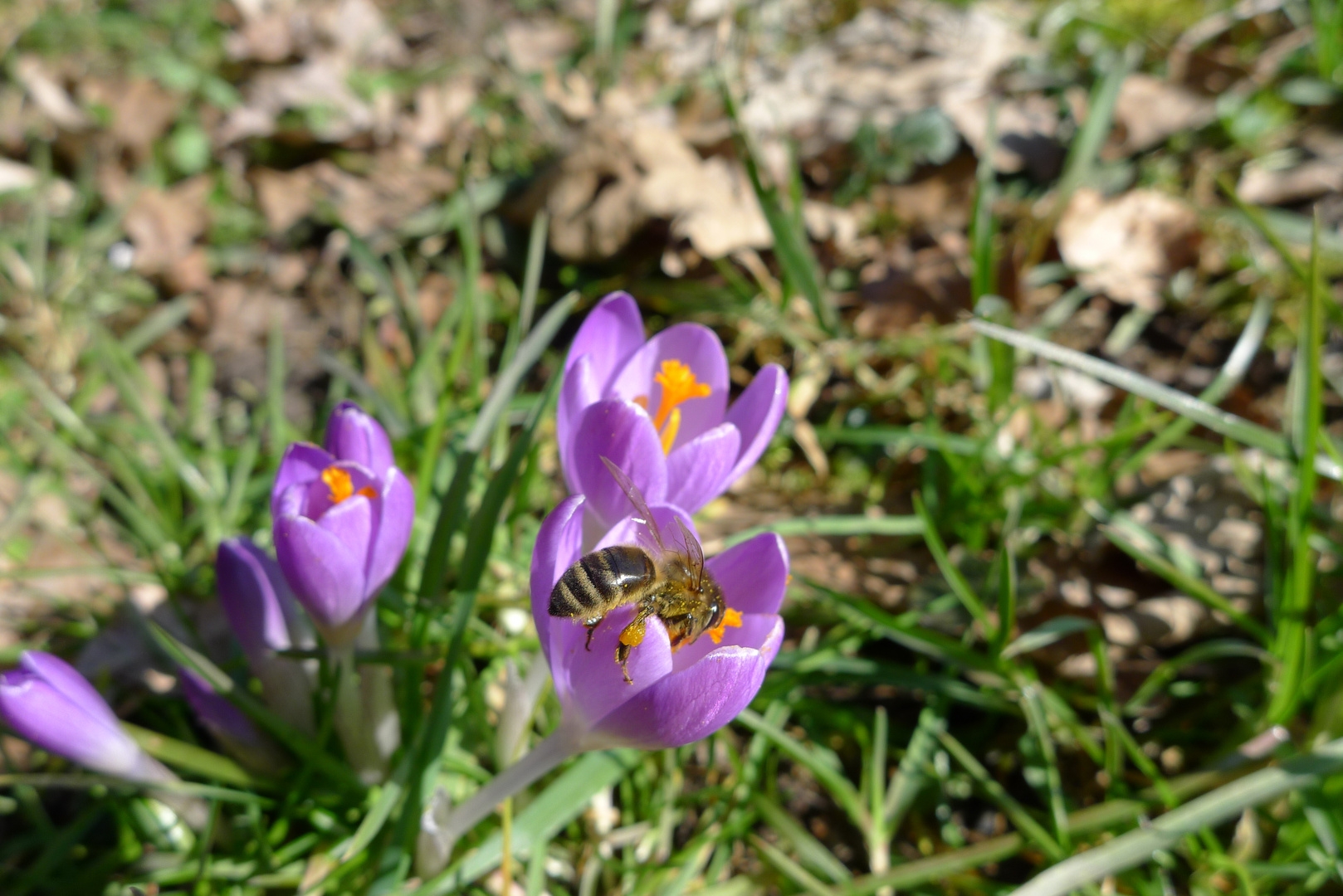 Krokus mit Bienen