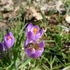 Krokus mit Bienen