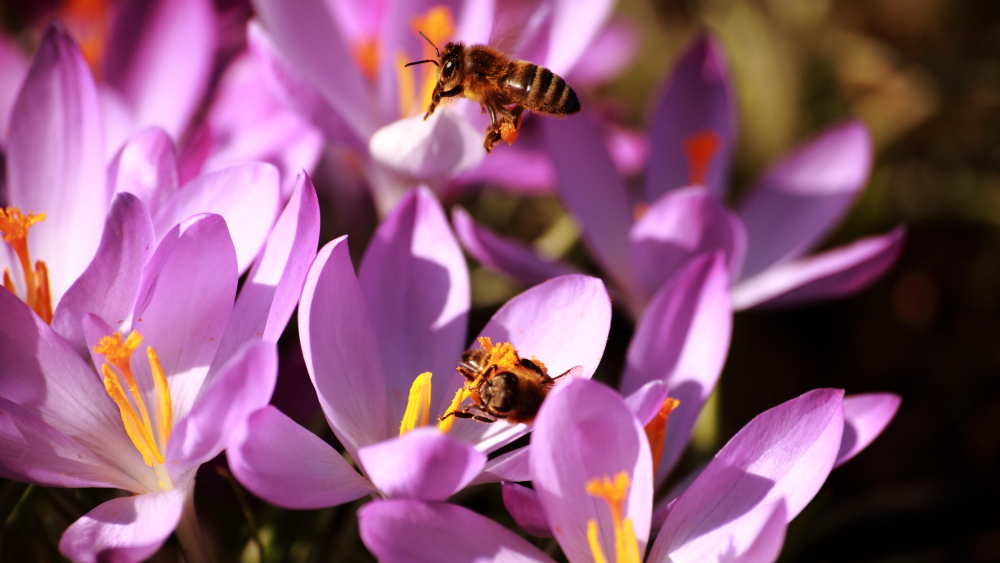 Krokus mit Bienen by Walter Seibold 