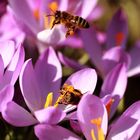 Krokus mit Bienen