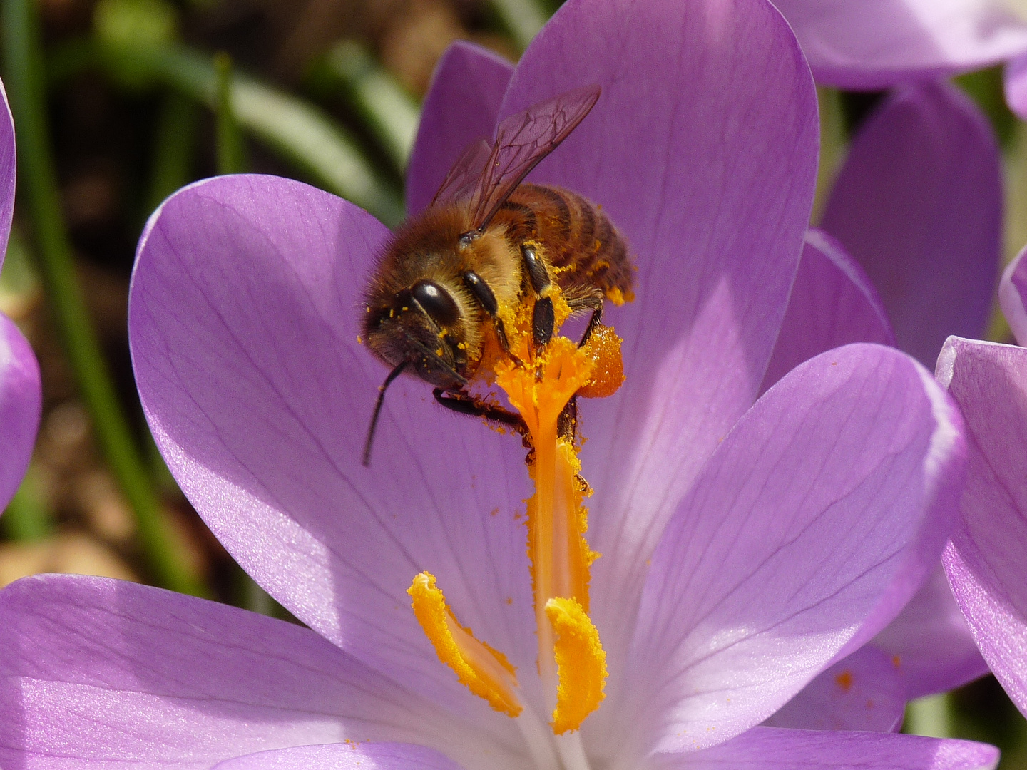 Krokus mit eifriger Sammlerin