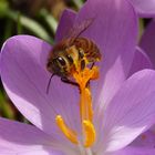 Krokus mit eifriger Sammlerin