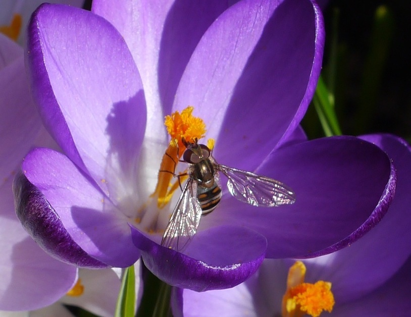 Krokus mit Fliege