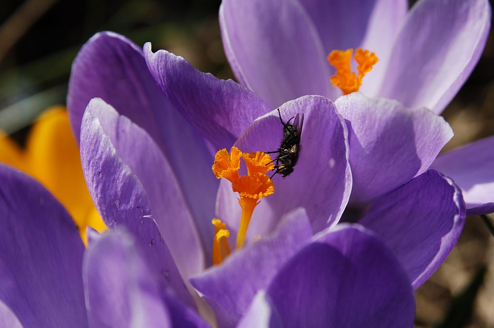 Krokus mit Fliege