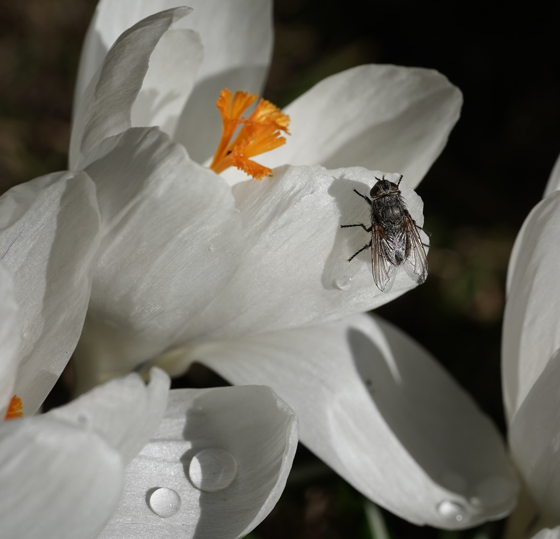 Krokus mit Fliege