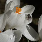 Krokus mit Fliege