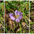 Krokus mit Gast