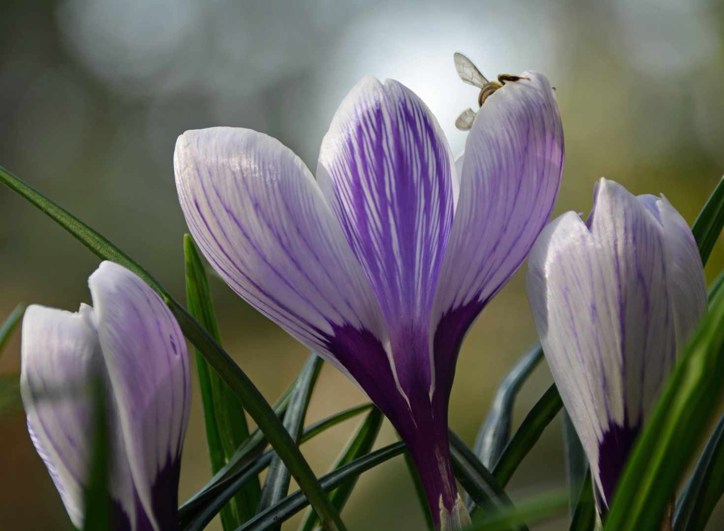 Krokus mit Gast