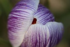 Krokus mit geschlossenen Blättern