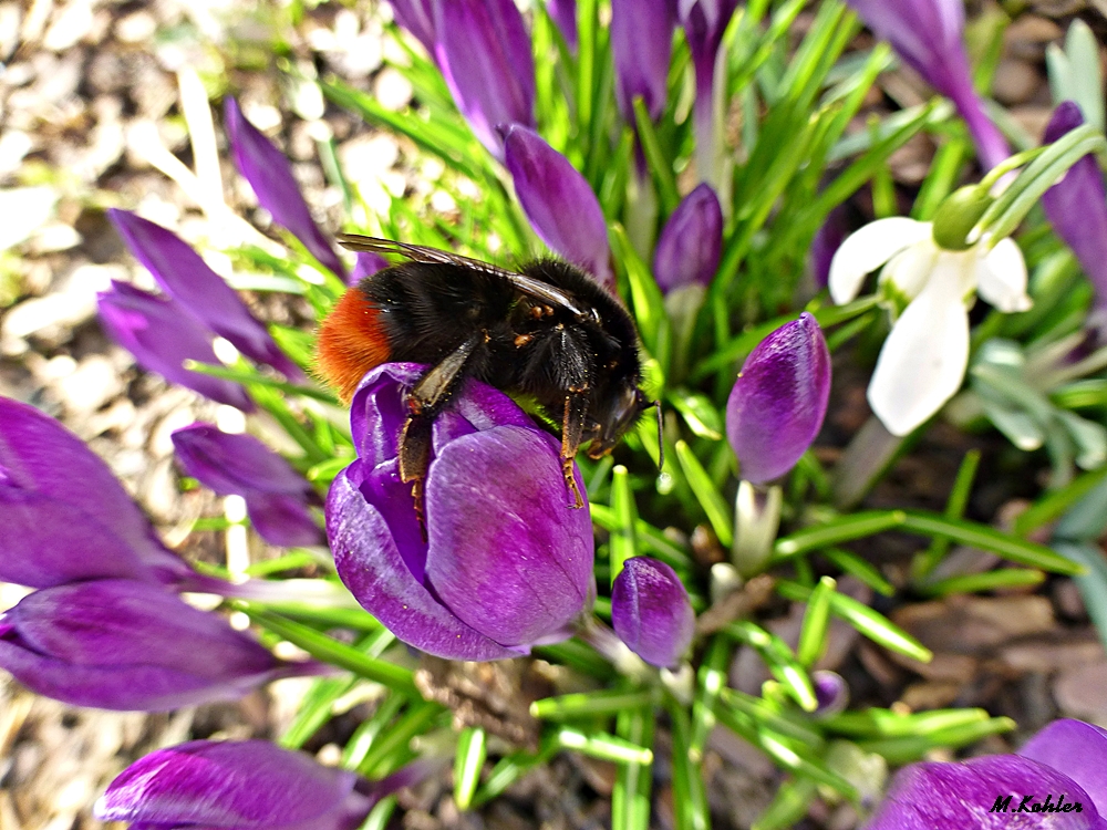 Krokus mit Hummel