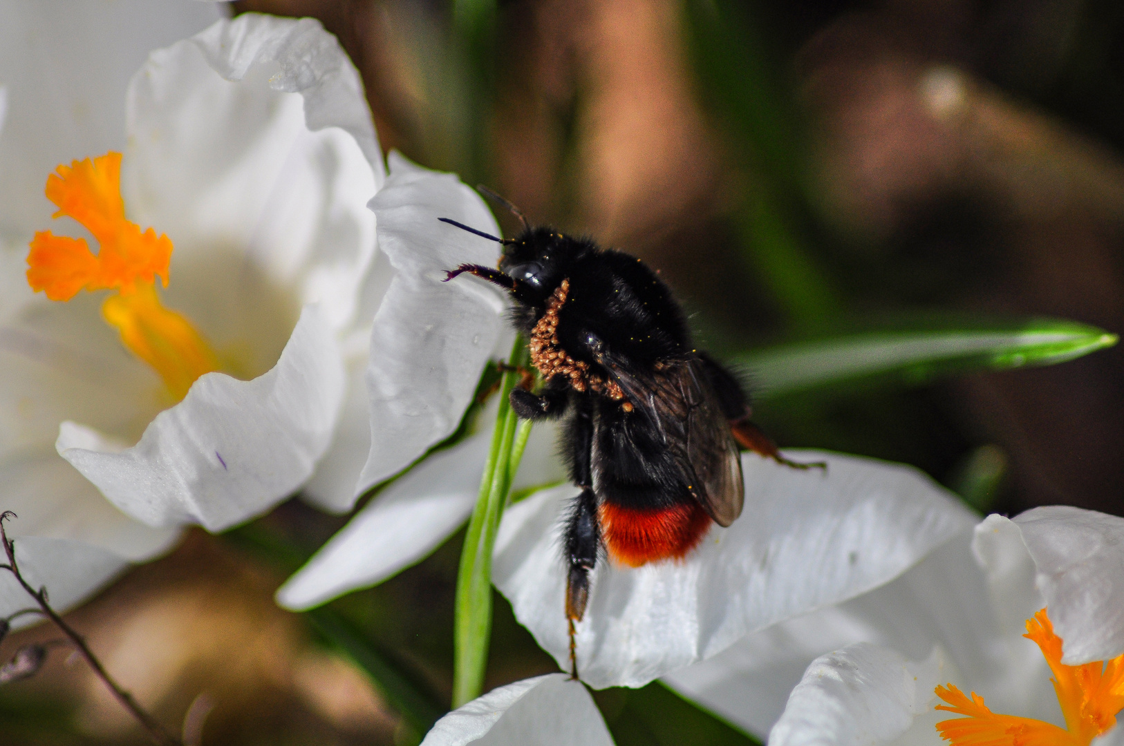 Krokus mit Hummel