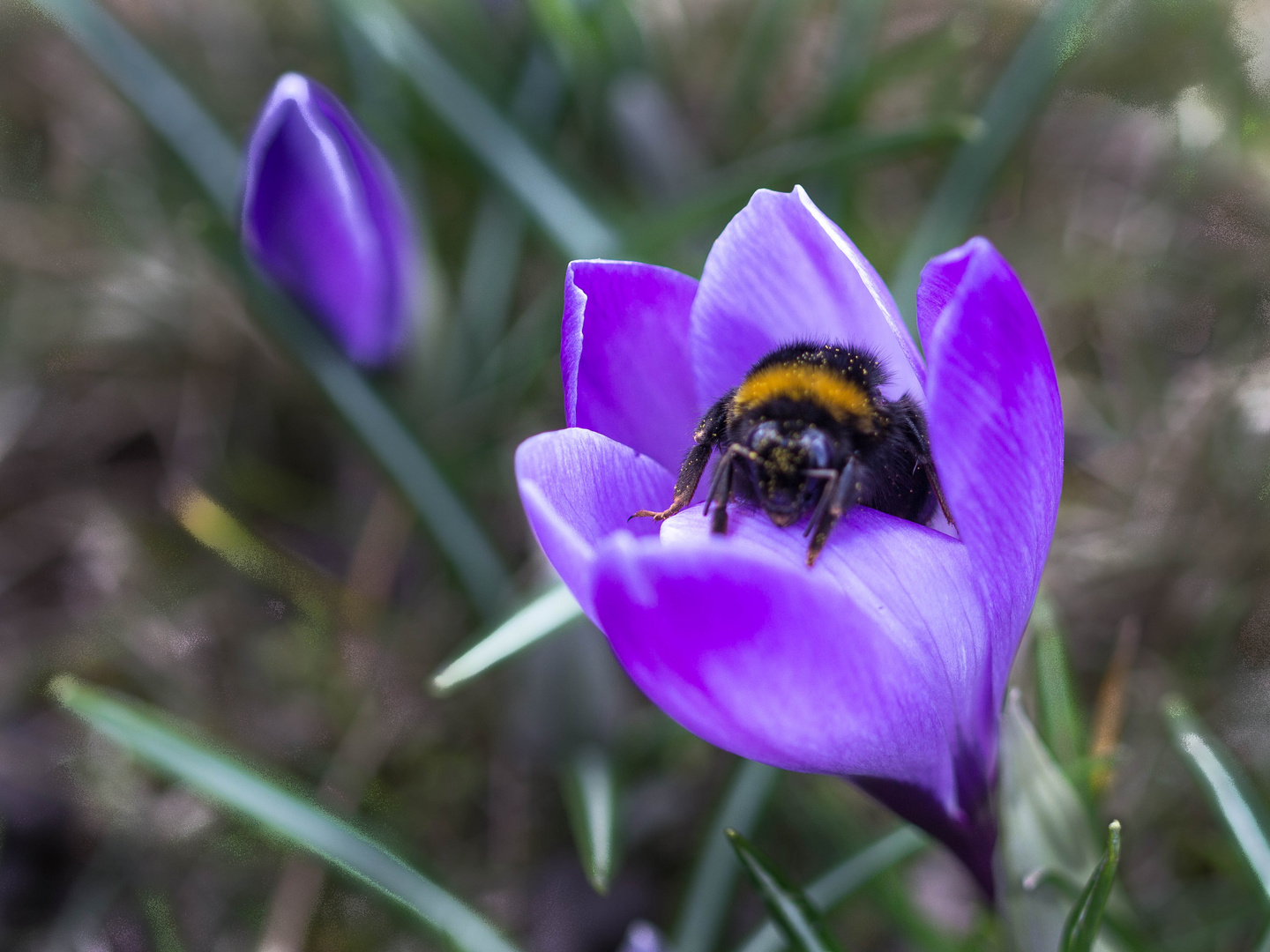 Krokus mit Hummel-4413